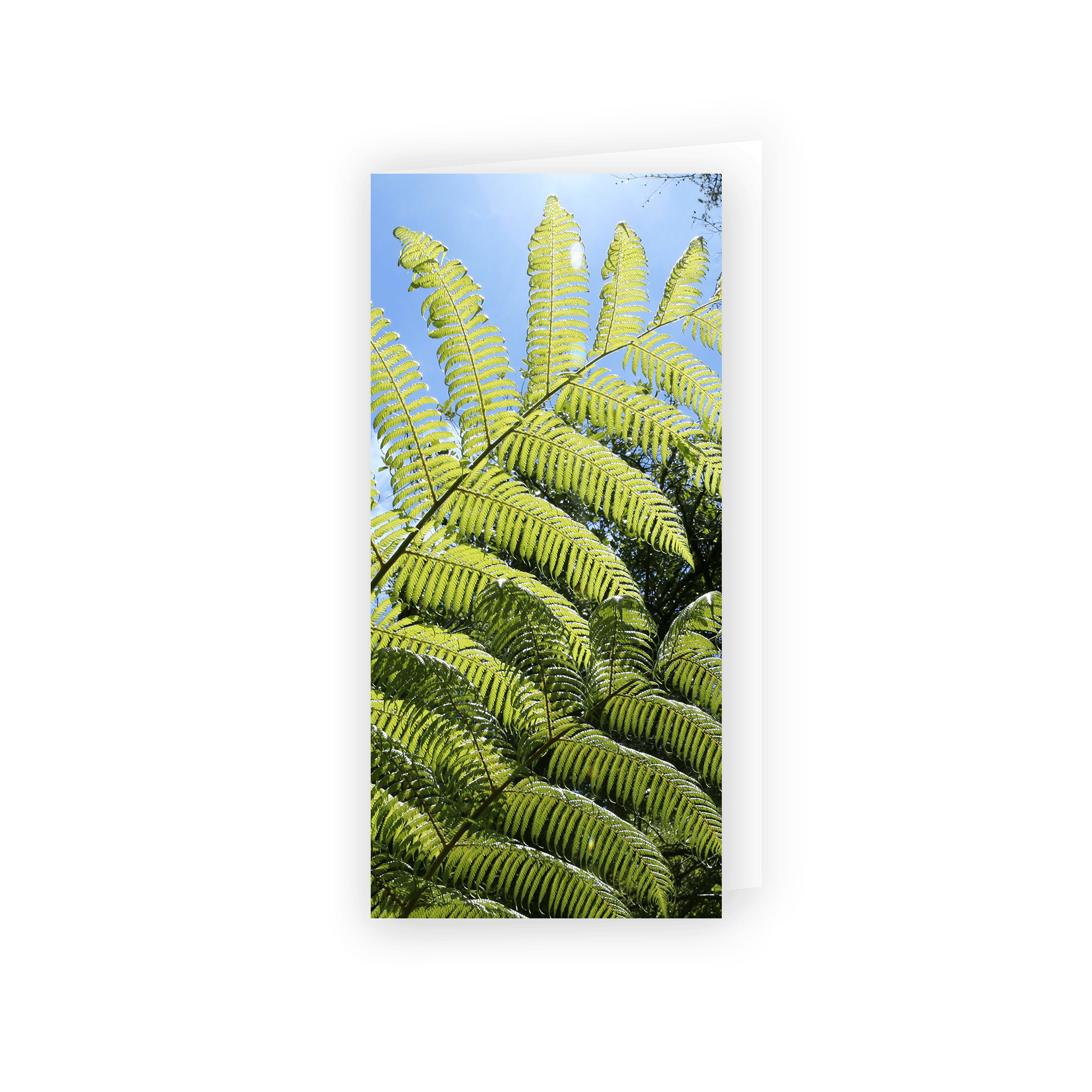 Card - Fern